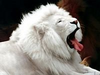 pic for White Lion